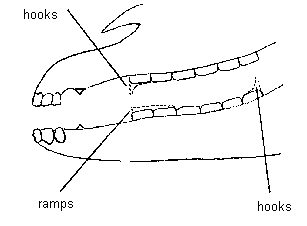 Horse's mouth showing hooks and ramps