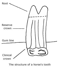 Structure of a horse's tooth